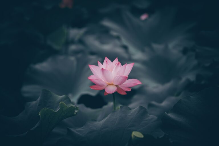 lotus pink3