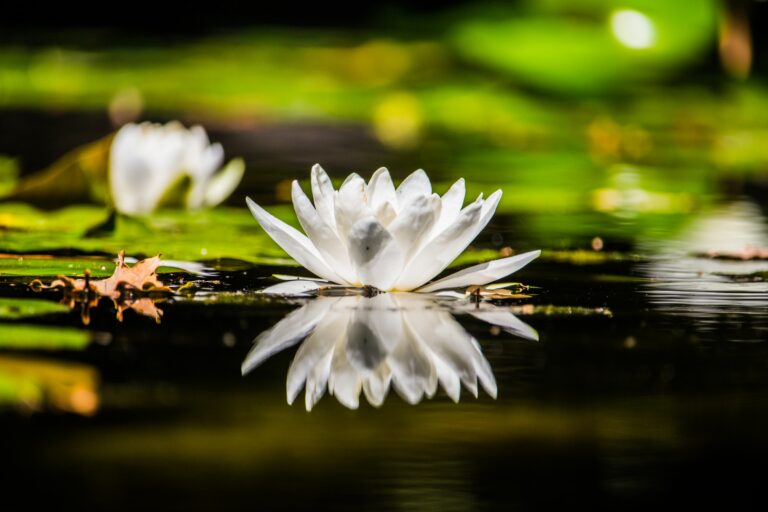 lotus white